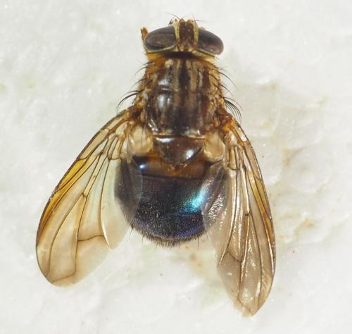 Réf. 340 233 : Mesembrinella sp.